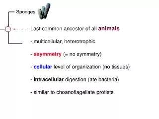 Last common ancestor of all animals - multicellular, heterotrophic - asymmetry (= no symmetry)