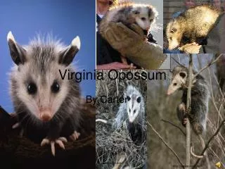 Virginia Opossum