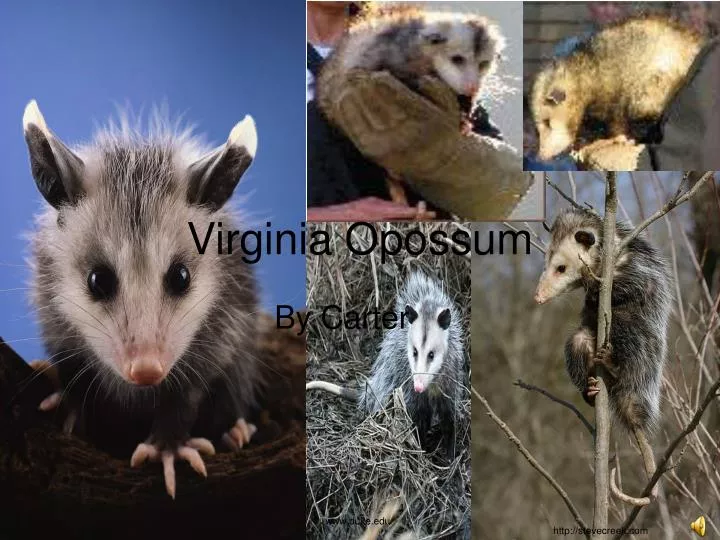 virginia opossum