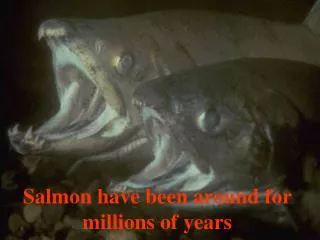 Salmon have been around for millions of years