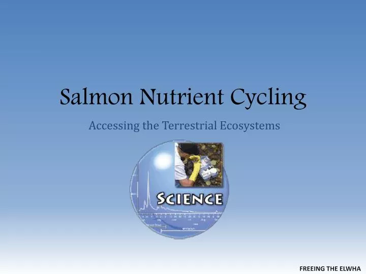 salmon nutrient cycling