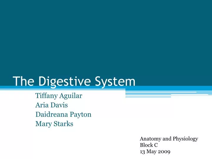 the digestive system