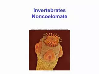 Invertebrates Noncoelomate