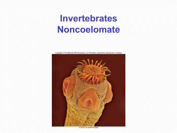invertebrates noncoelomate