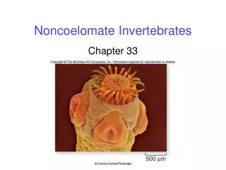 Noncoelomate Invertebrates
