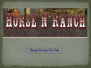 Cheap Horses For Sale