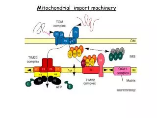 Mitochondrial import machinery