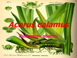 acorus calamus