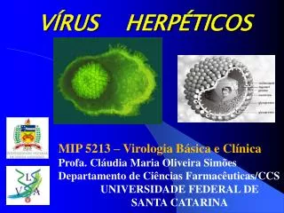 v rus herp ticos