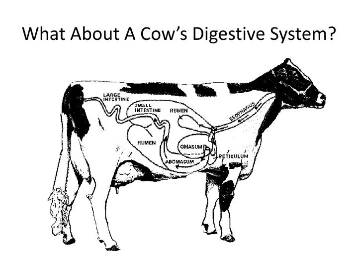 what about a cow s digestive system