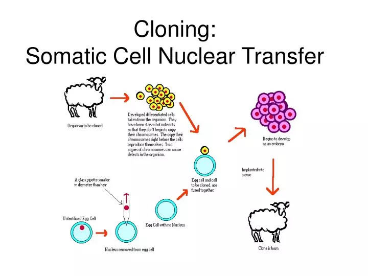 cloning somatic cell nuclear transfer