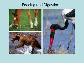 Feeding and Digestion