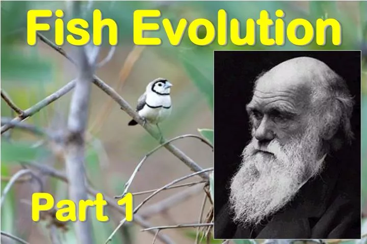 fish evolution