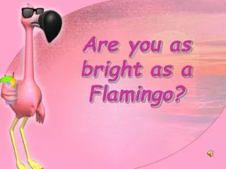 are you as bright as a flamingo