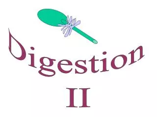 Digestion II