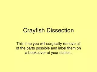 Crayfish Dissection