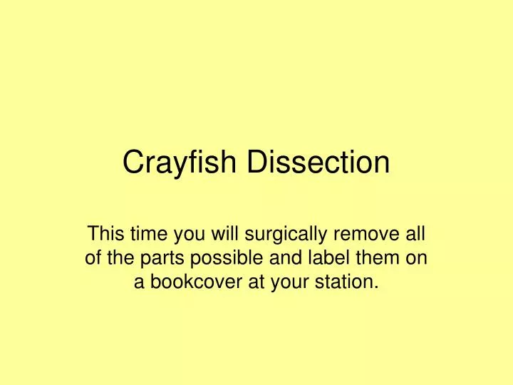 crayfish dissection