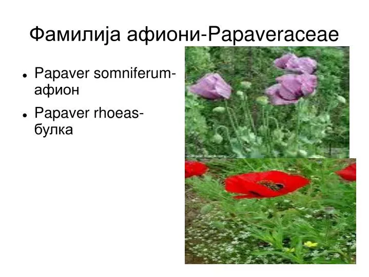 papaveraceae