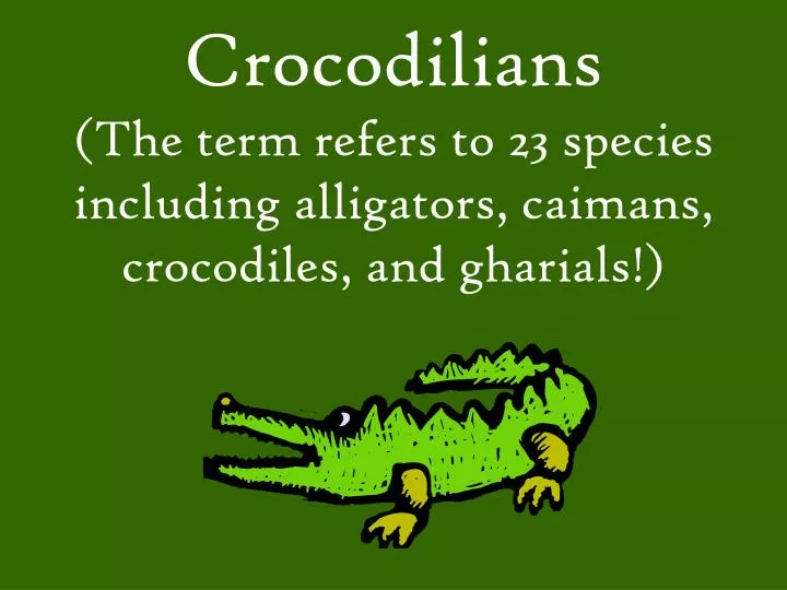 crocodilians the term refers to 23 species including alligators caimans crocodiles and gharials