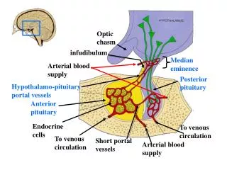 Optic chasm