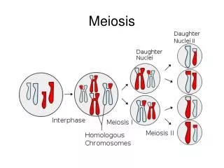 Meiosis