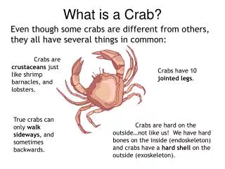 What is a Crab?