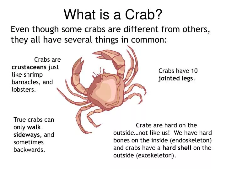 what is a crab
