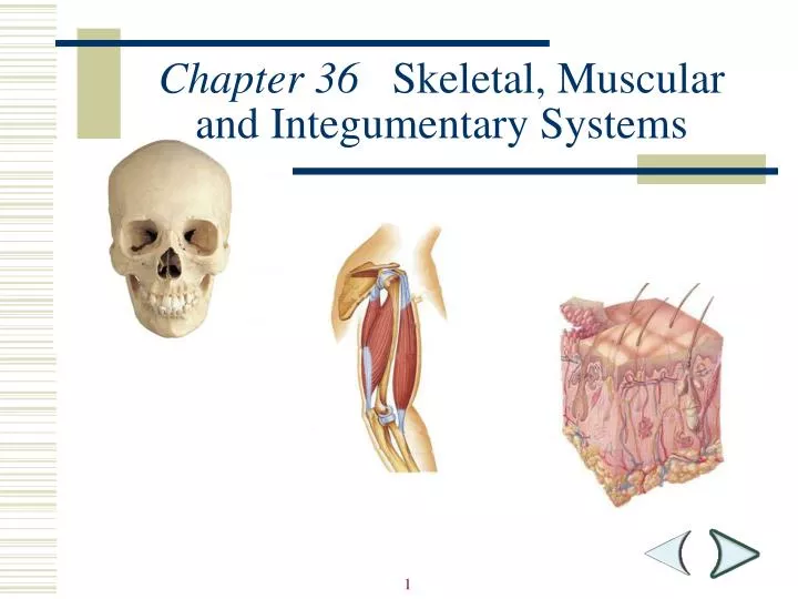 chapter 36 skeletal muscular and integumentary systems