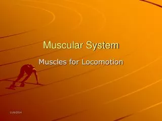 Muscular System