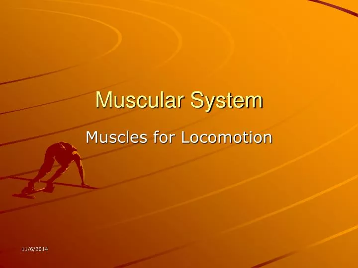 muscular system