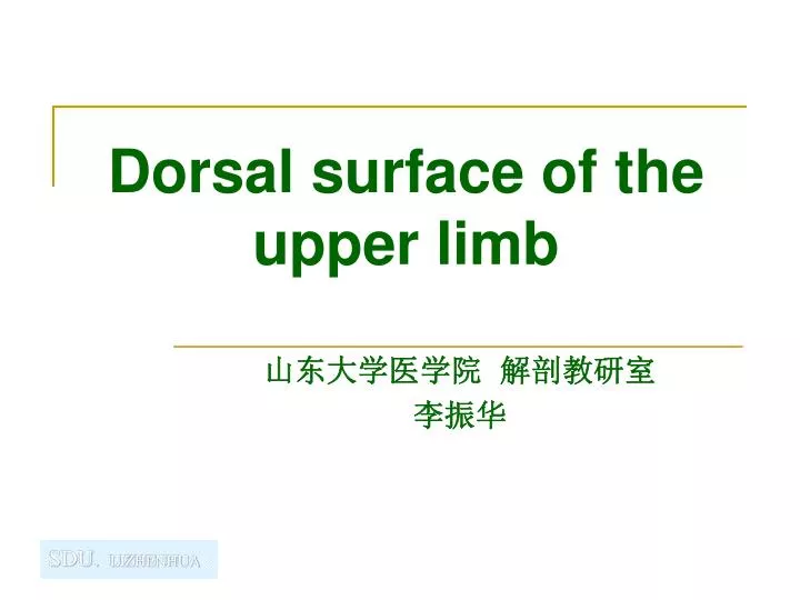 dorsal surface of the upper limb