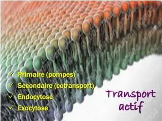 transport actif