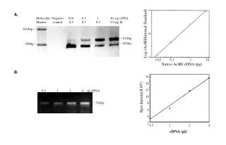 Molecular Negative 0.01 0.1 1 10 pg cDNA