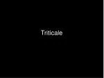 Triticale - slide 1