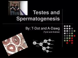 Testes and Spermatogenesis