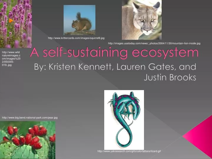 a self sustaining ecosystem