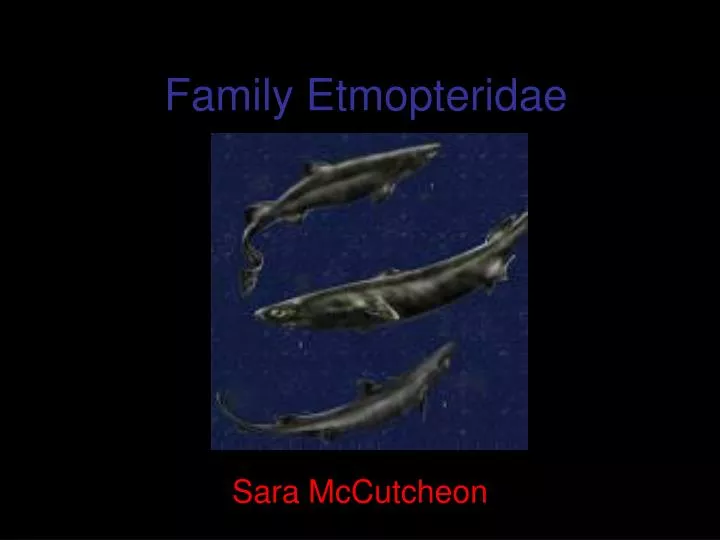 family etmopteridae