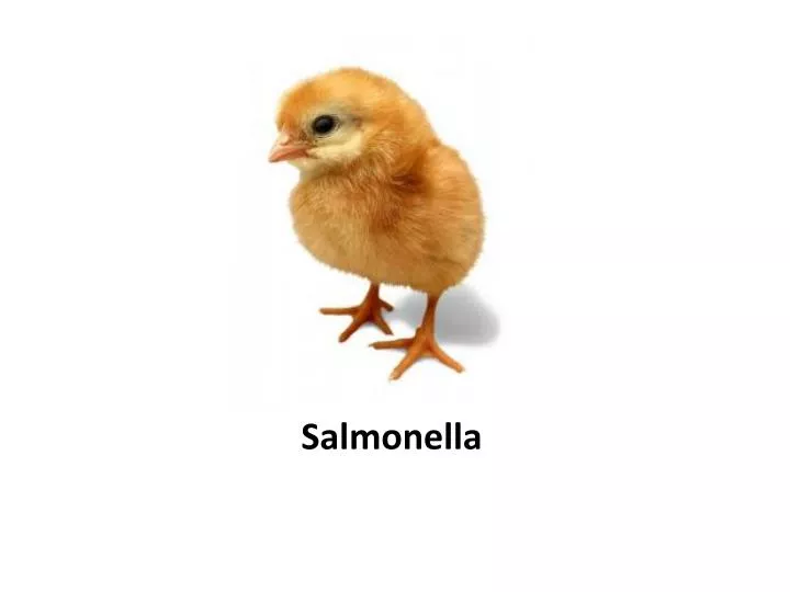 salmonella