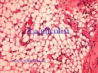 la glicolisi