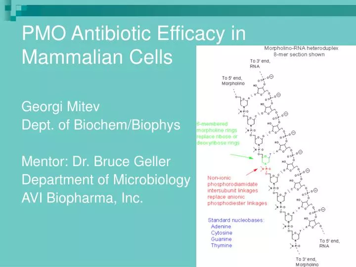 pmo antibiotic efficacy in mammalian cells