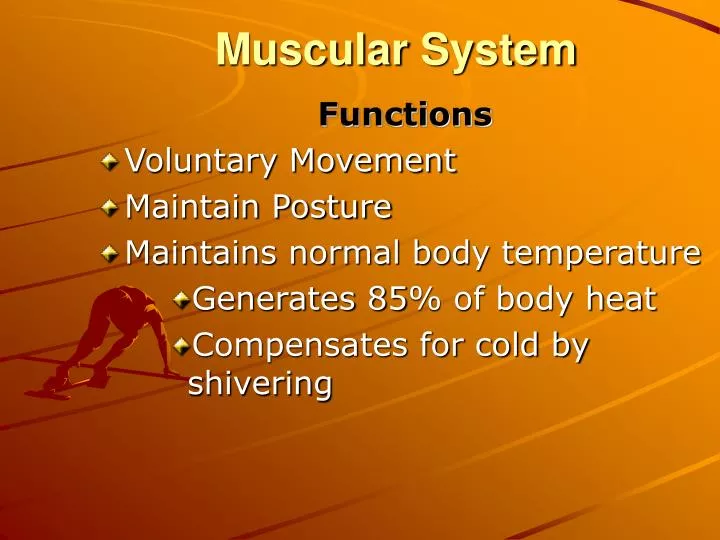 muscular system