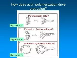How does actin polymerization drive protrusion?