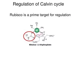 Regulation of Calvin cycle