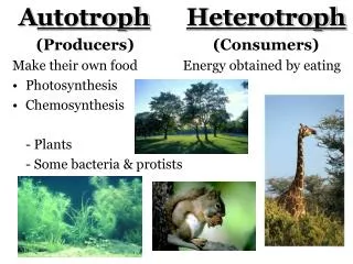 A utotroph (Producers) Make their own food Photosynthesis Chemosynthesis 	- Plants