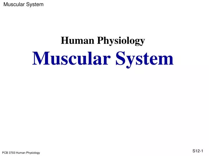 human physiology muscular system
