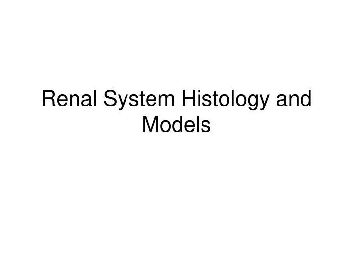 renal system histology and models