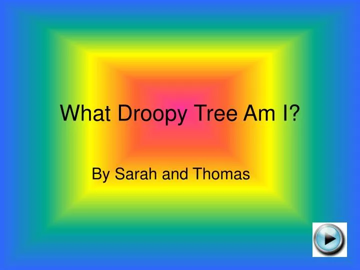 what droopy tree am i