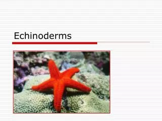 Echinoderms