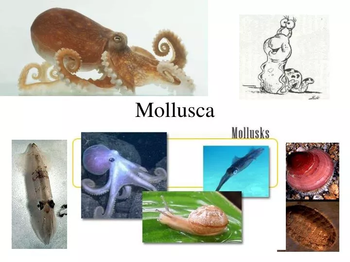 mollusca