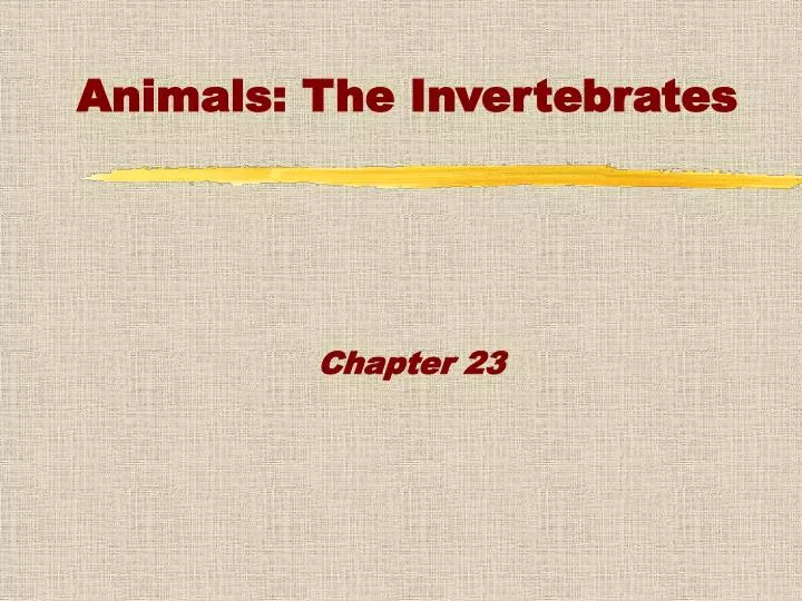 animals the invertebrates